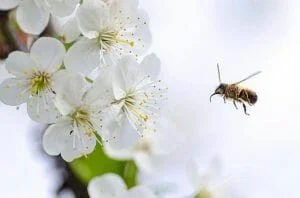 Ayude a las abejas con las hierbas en ingles.