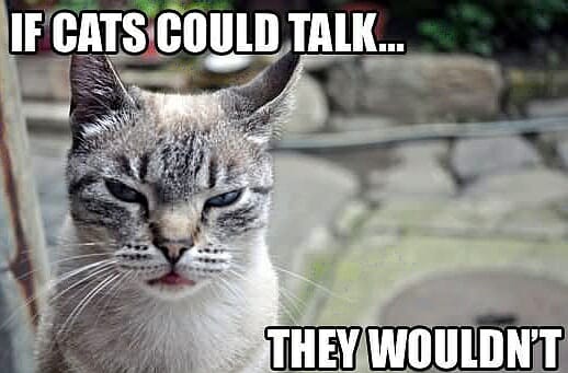 Si los gatos pudieran hablar ... no hablarían.