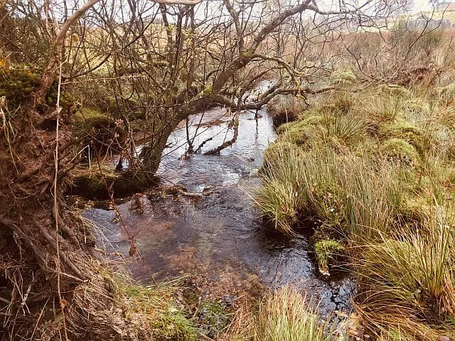 angielski park narodowy Dartmoor