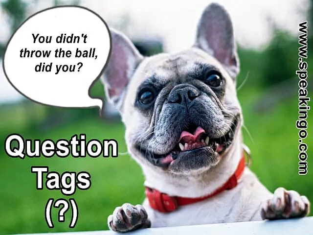 question tags, piękne, śmieszne i ciekawe cytaty o psach do nauki języka angielskiego online