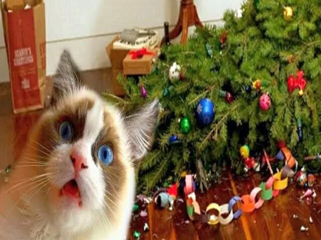 memes divertidos con gatos y un árbol de Navidad