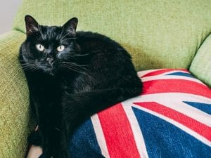 Citáty o kočkách v angličtině