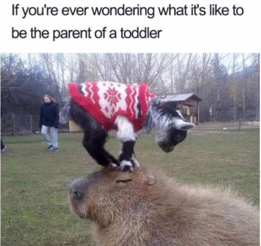 koza, zvířata, svetr, vtipné memy o rodičovství, rodiče a děti