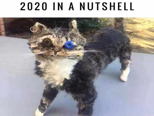 angielskie memy 2020 podsumowanie roku śmieszne kot