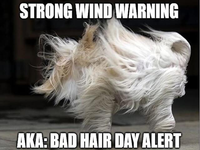 Anglojęzyczne memy o silnym wietrze, bad hair day