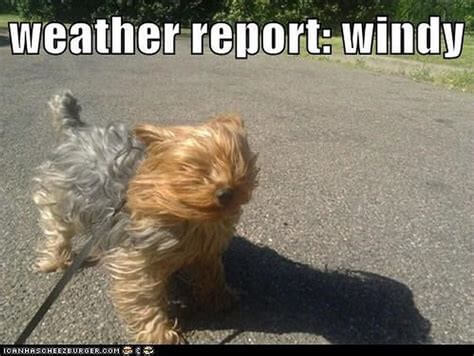 Anglojęzyczne memy o silnym wietrze, report