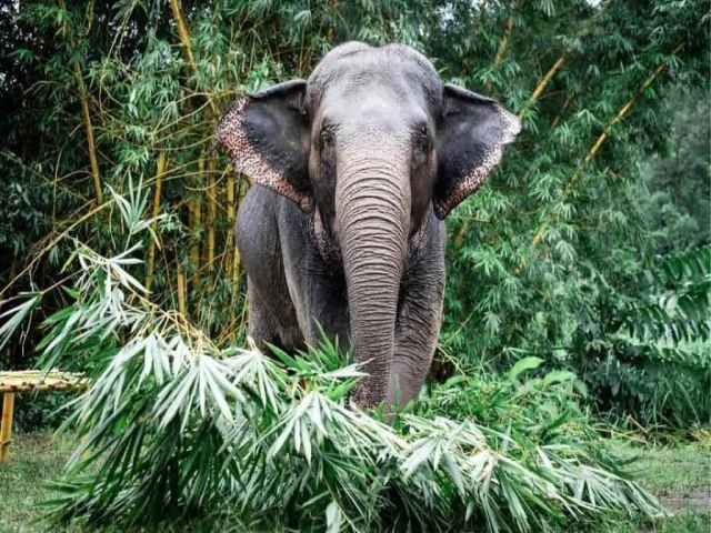 Aprende inglés y planta árboles, elefante